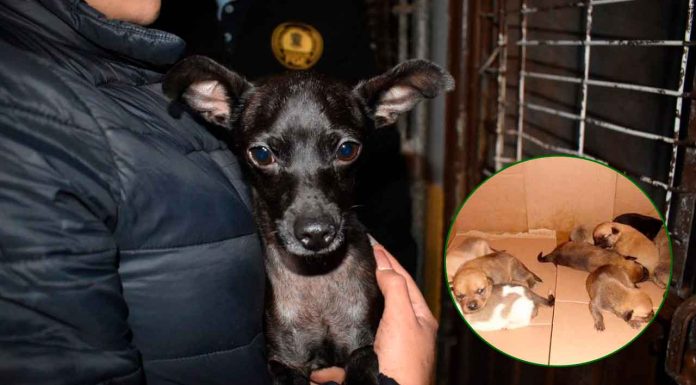 IMPA tendrá operativos de decomiso de venta de animales en Morelia durante temporada navideña y día de reyes