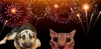 ¿Por qué la pirotecnia afecta a perros y gatos? Tres recomendaciones para protegerlos