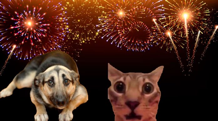 ¿Por qué la pirotecnia afecta a perros y gatos? Tres recomendaciones para protegerlos