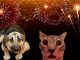 ¿Por qué la pirotecnia afecta a perros y gatos? Tres recomendaciones para protegerlos