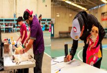 Gobierno de Zacapu realiza jornada de esterilización para el cuidado y protección de animales