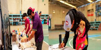 Gobierno de Zacapu realiza jornada de esterilización para el cuidado y protección de animales