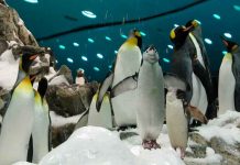 Manatíes y pingüinos podrían llegar al Zoológico de Morelia en 2026
