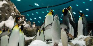 Manatíes y pingüinos podrían llegar al Zoológico de Morelia en 2026