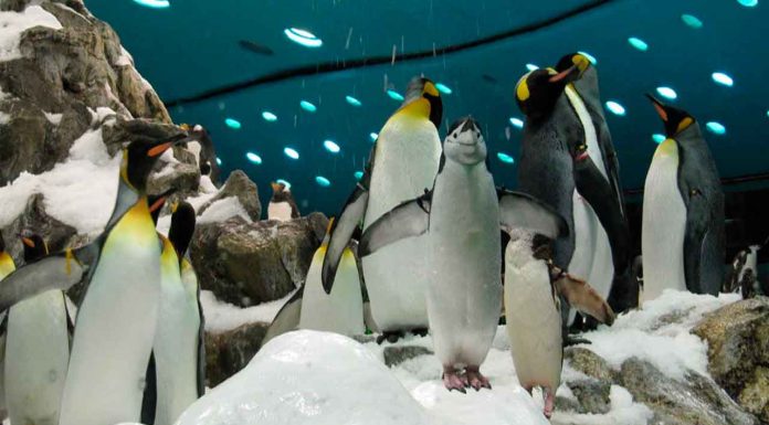 Manatíes y pingüinos podrían llegar al Zoológico de Morelia en 2026