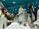 Manatíes y pingüinos podrían llegar al Zoológico de Morelia en 2026