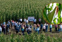 Productores y escuelas rurales reciben apoyo de maíz con alto contenido proteico: Sader