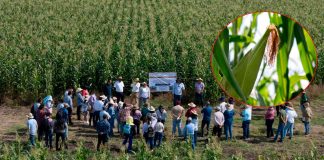 Productores y escuelas rurales reciben apoyo de maíz con alto contenido proteico: Sader