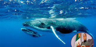 Crecen las voces de “No al Proyecto Saguaro” en medio de revisión federal