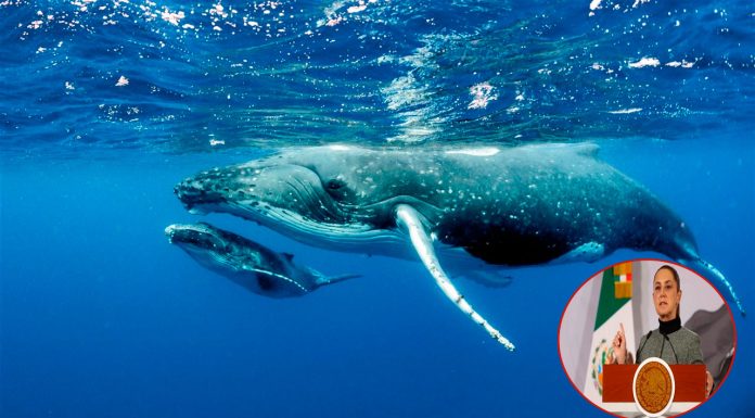 Crecen las voces de “No al Proyecto Saguaro” en medio de revisión federal