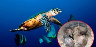 Alerta ambiental en Playa Bagdad: reportan más de 500 tortugas marinas muertas en lo que va de 2025