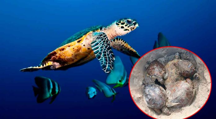 Alerta ambiental en Playa Bagdad: reportan más de 500 tortugas marinas muertas en lo que va de 2025
