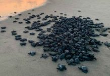 Campamentos tortugueros liberan más de 500 mil crías en un mes: Compesca