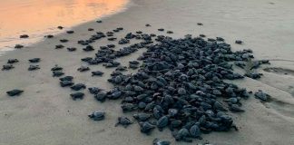 Campamentos tortugueros liberan más de 500 mil crías en un mes: Compesca