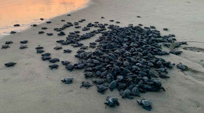 Campamentos tortugueros liberan más de 500 mil crías en un mes: Compesca