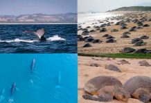 Costa de Michoacán, paraíso natural de ballenas, tortugas y playas vírgenes