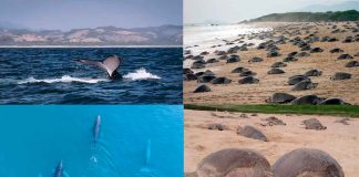 Costa de Michoacán, paraíso natural de ballenas, tortugas y playas vírgenes