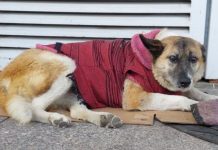 Conceden amparo para proteger a “Lobita”, perrita comunitaria del Hospital Infantil de Morelia