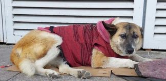 Conceden amparo para proteger a “Lobita”, perrita comunitaria del Hospital Infantil de Morelia