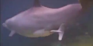 #VIDEO || Un nacimiento bajo el mar: así llegan los delfines al mundo