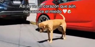 Un perrito se roba sonrisas al disfrutar el día