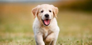 Errores que estresan a tu mascota (y cómo evitarlos)