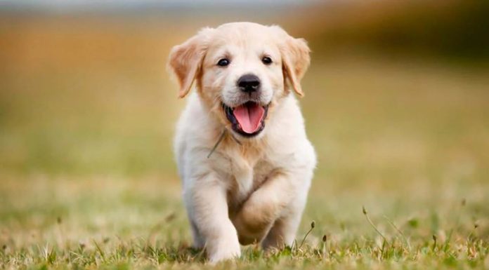 Errores que estresan a tu mascota (y cómo evitarlos)