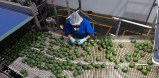 Con Guardián Forestal, suman mil predios denunciados por deforestación en Michoacán: Secma