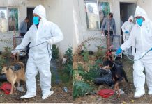 Fraccionamiento de Villas del Pedregal con un alto abandono de perros en viviendas