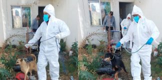 Fraccionamiento de Villas del Pedregal con un alto abandono de perros en viviendas