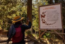 Enero y febrero, los mejores meses para vivir la magia de la Monarca en Michoacán: Sectur