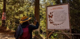Enero y febrero, los mejores meses para vivir la magia de la Monarca en Michoacán: Sectur