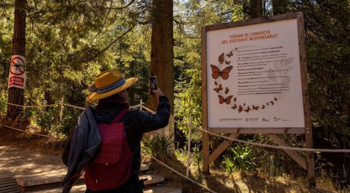 Enero y febrero, los mejores meses para vivir la magia de la Monarca en Michoacán: Sectur