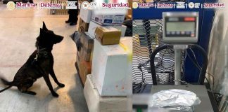 En el AICM, autoridades federales aseguran un paquete con fentanilo enviado desde un país asiático.
