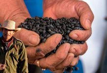 Campesinos de Zacatecas protestan por falta de centros de acopio de frijol; producción histórica sin salida al mercado