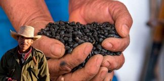 Campesinos de Zacatecas protestan por falta de centros de acopio de frijol; producción histórica sin salida al mercado