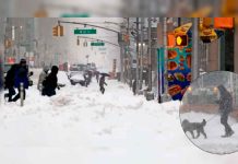 Frío mortal azota Estados Unidos y deja decenas de víctimas