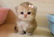 Celebran el Día Mundial de Bendecir a los Animales este 17 de enero