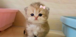 Celebran el Día Mundial de Bendecir a los Animales este 17 de enero