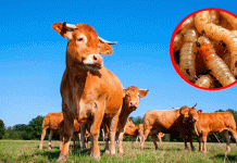 Reportan nuevo caso de gusano barrenador en Tamaulipas