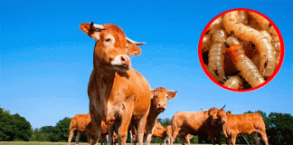 Reportan nuevo caso de gusano barrenador en Tamaulipas