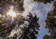 Comienza el año rodeado de naturaleza en los Santuarios de la mariposa Monarca