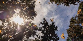 Comienza el año rodeado de naturaleza en los Santuarios de la mariposa Monarca