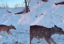 #VIDEO||Invierno extremo en EE. UU.: frentes árticos causan congelación de animales