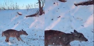 #VIDEO||Invierno extremo en EE. UU.: frentes árticos causan congelación de animales