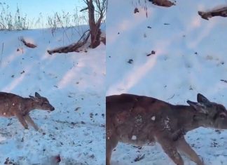 #VIDEO||Invierno extremo en EE. UU.: frentes árticos causan congelación de animales