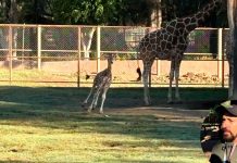 Manada de jirafas en el Zoológico de Morelia estrena nuevo integrante