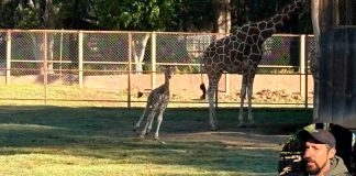 Este sábado nombrarán a la nueva jirafa del municipio