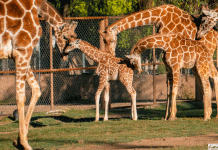Luciano, el nombre de la jirafita del Zoológico de Morelia