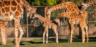 Luciano, el nombre de la jirafita del Zoológico de Morelia